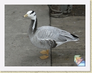 Captive_Birds * (13 Slides)